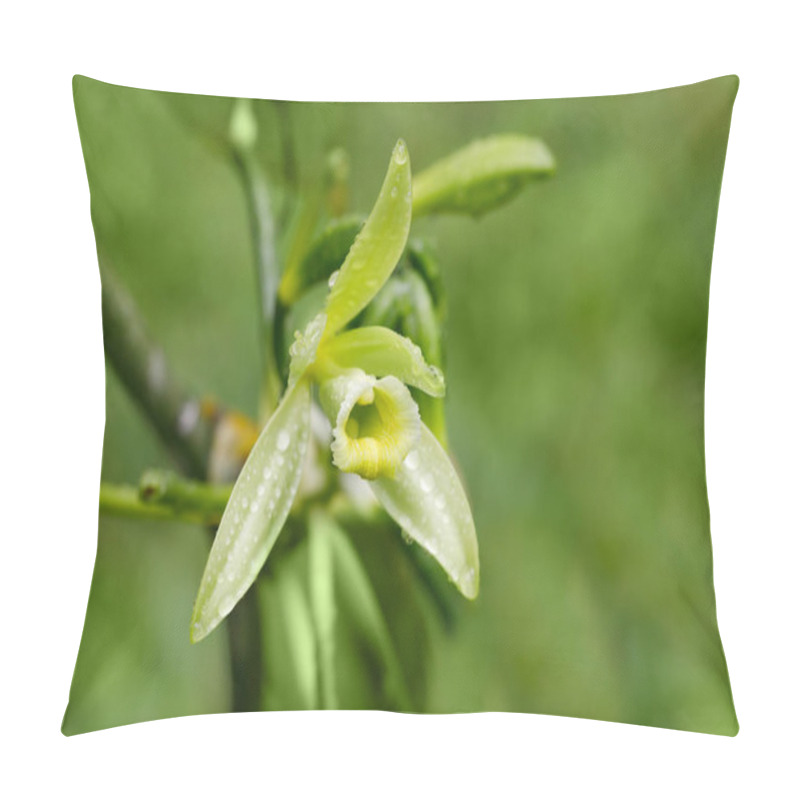 Personality  Vanilla Plant Flower, Madagascar Pillow Covers