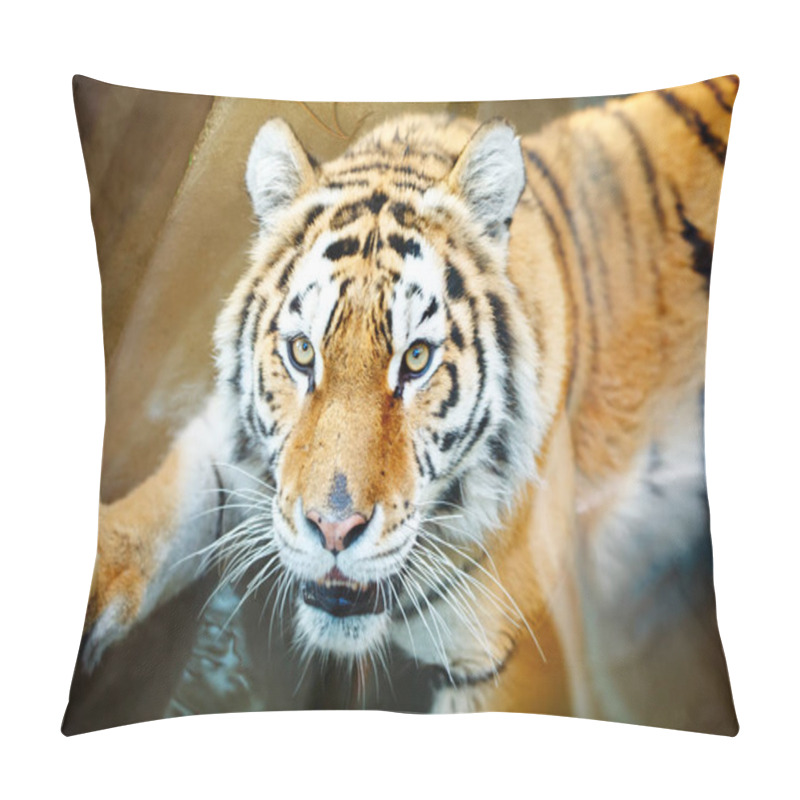 Personality  Wild Tiger, Face And Eyes Close Up. National Park. Pillow Covers