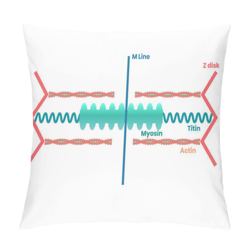 Personality  Heart Muscle Proteins And Philament Structure. Myosin, Actin And Titin Illustration Pillow Covers