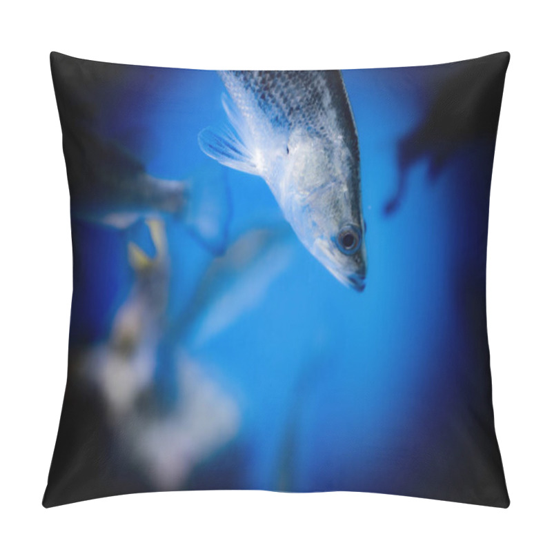 Personality  A Giant Sea Bass Glides Through The Sparkling Water Of An Aquarium, Showcasing Its Sleek Body And Shimmering Scales Amidst A Colorful Marine Backdrop. Pillow Covers