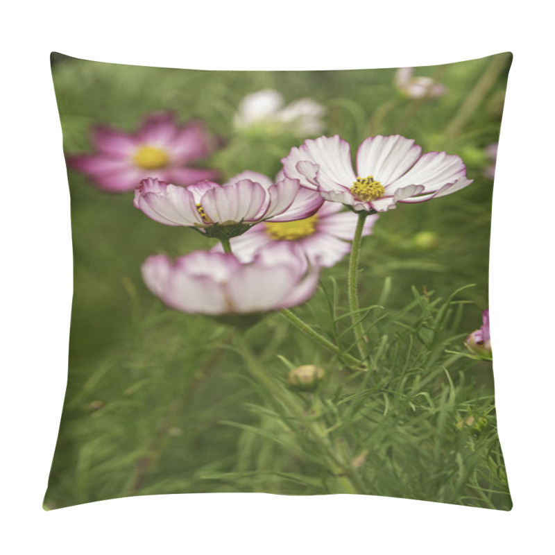 Personality  Pink Rimmed Cosmos Flowers In Full Bloom With Lush Green Background Pillow Covers