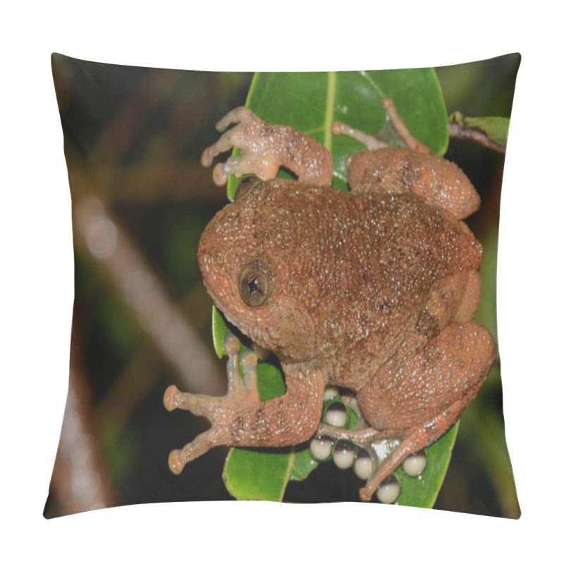 Personality  Wrinkled Frog Guarding Eggs, Nyctybatrachus Petraeus, Amboli, Maharashtra, India Pillow Covers