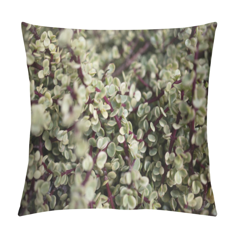 Personality  Mostly Blurred Leaves Background. Variegated Green White Leaves Of A Succulent Plant Portulacaria Afra, Elephant Bush Or Porkbush. Summer Nature Wallpaper. Closeup Of Foliage On Red Stems Pillow Covers