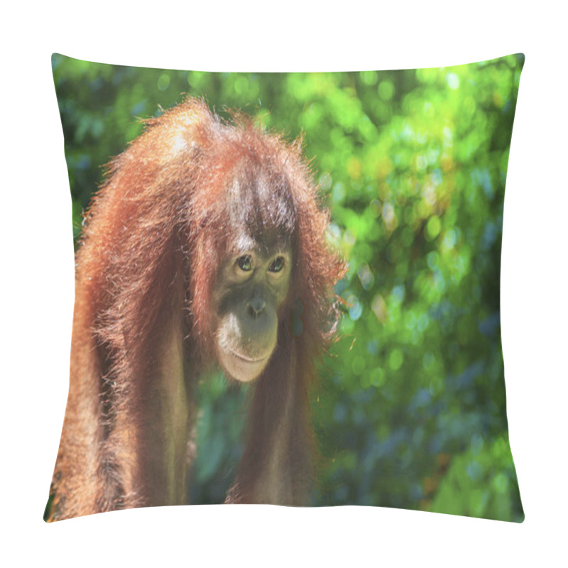 Personality  Close-up Of The Orungutan, In The Jungle Of Indonesia Pillow Covers