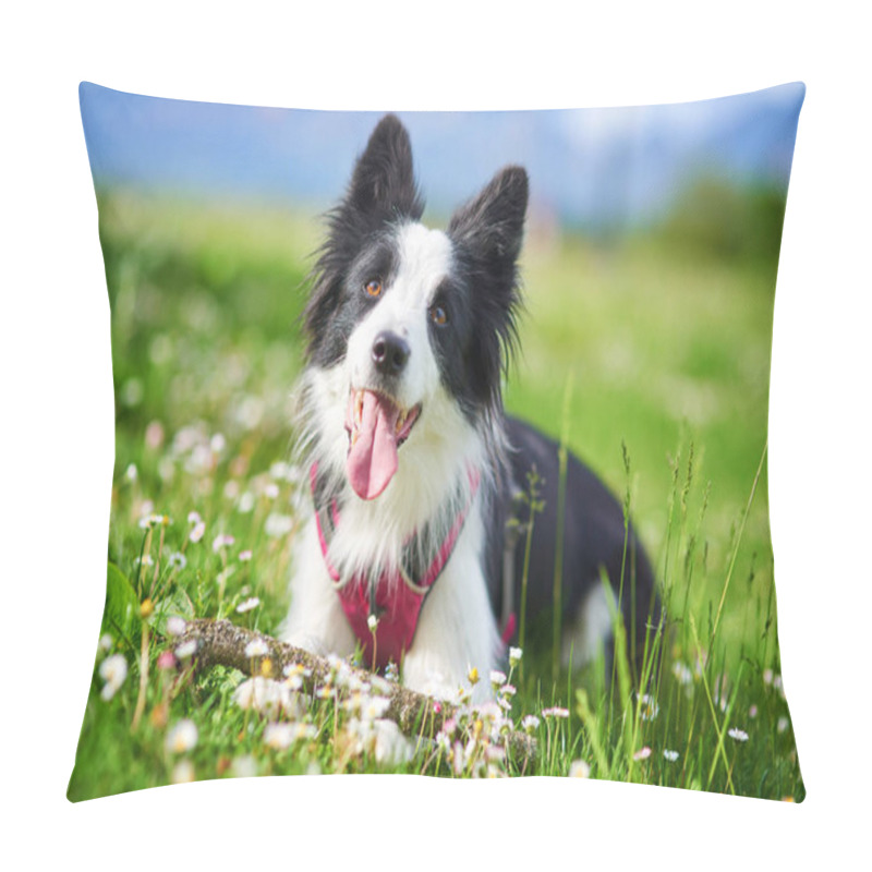 Personality  Beautiful Border Collie Puppy During Obedience Training Outdoors, Portrait Pillow Covers