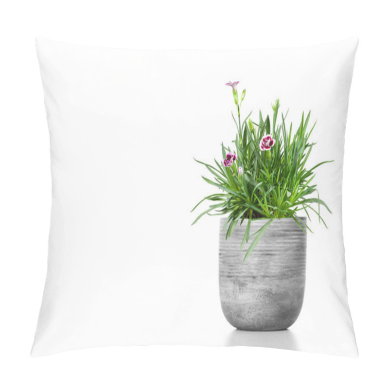 Personality  Beautiful Cravina Dianthus Chinensis Flowers (China Pink) In Pot (vase) Isolated On White Background Pillow Covers