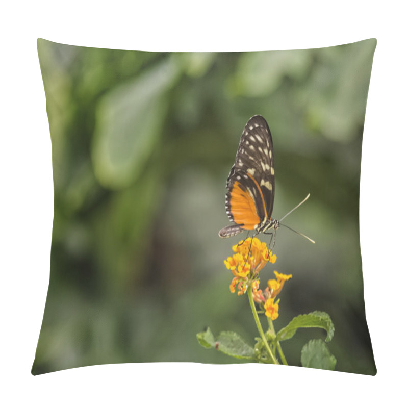 Personality  Pretty Butterfly Pillow Covers