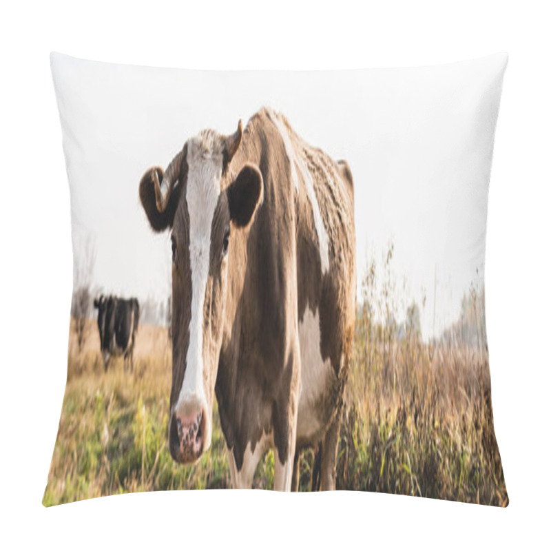 Personality  Horizontal Crop Of Cow Looking At Camera While Standing In Field  Pillow Covers