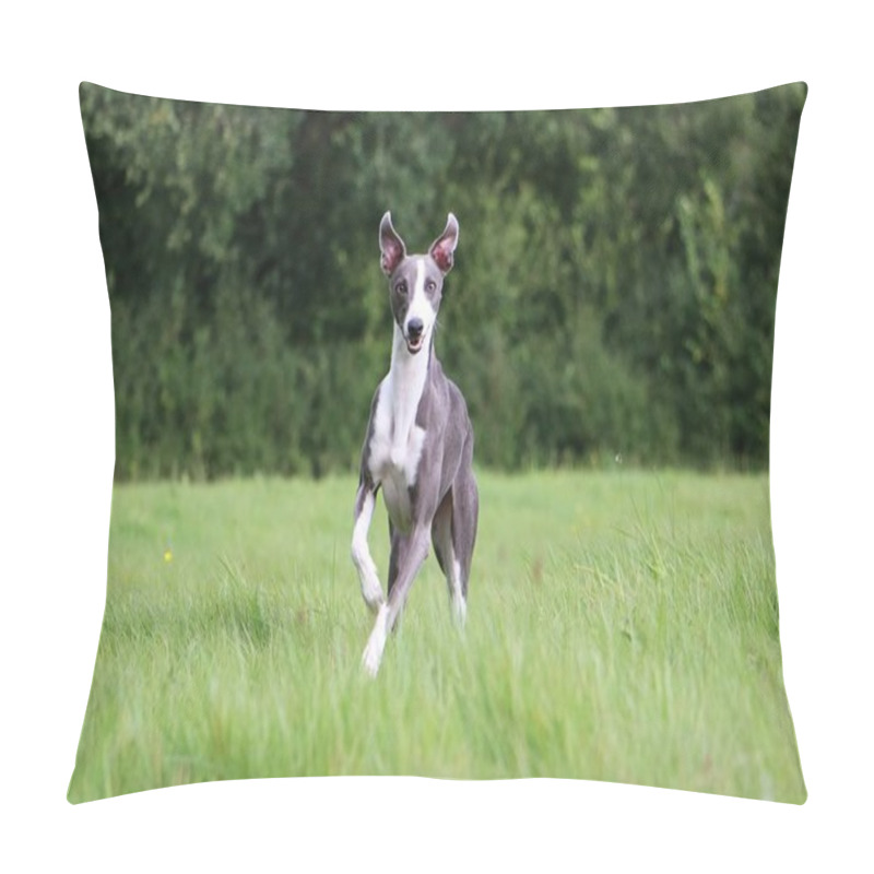 Personality  Beautiful Whippet Is Running In The Park Pillow Covers