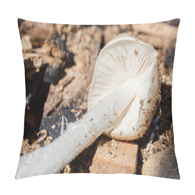 Personality  A Pluteus Petasatus Mushroom Is Lying On Its Side On Top Of Old Boards And Sawdust. Pillow Covers