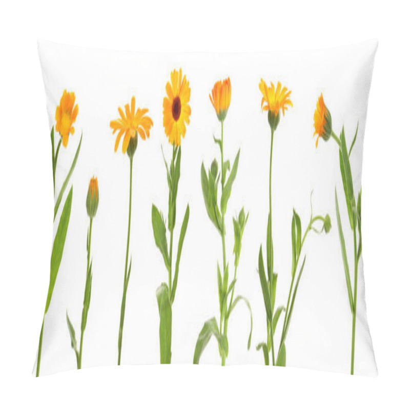 Personality  Set With Beautiful Calendula Flowers On White Background. Banner Design Pillow Covers