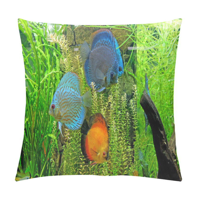 Personality  Underwater World - Exotic Fishes In An Aquarium Pillow Covers