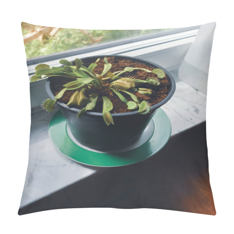 Personality  Vibrant Venus Flytrap In A Pot On A Windowsill With Natural Light Illuminating The Green Leaves. Pillow Covers