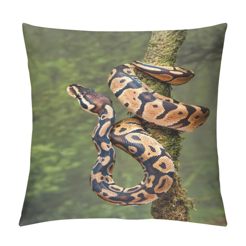 Personality  A Young Royal Python Wrapped Around A Tree Trunk With Its Head Facing Upwards Pillow Covers