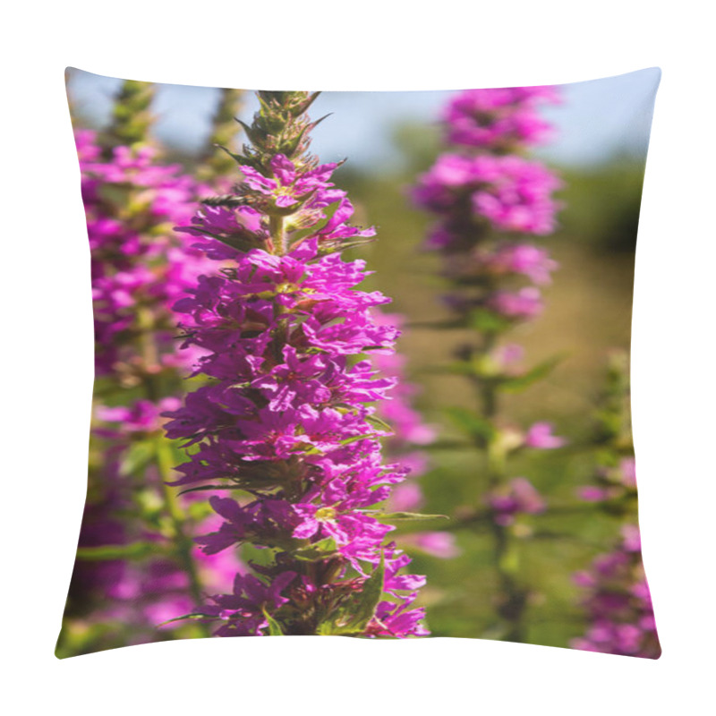 Personality  Pink Flowers Of Blooming Purple Loosestrife Lythrum Salicaria On The Shoreline. Pillow Covers