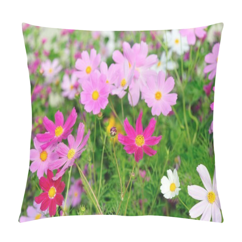 Personality  Beautiful Cosmos Flowers Blooming In Tibet Pillow Covers