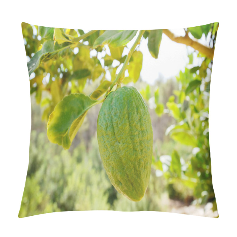 Personality  Etrog (citron) On A Branch Pillow Covers