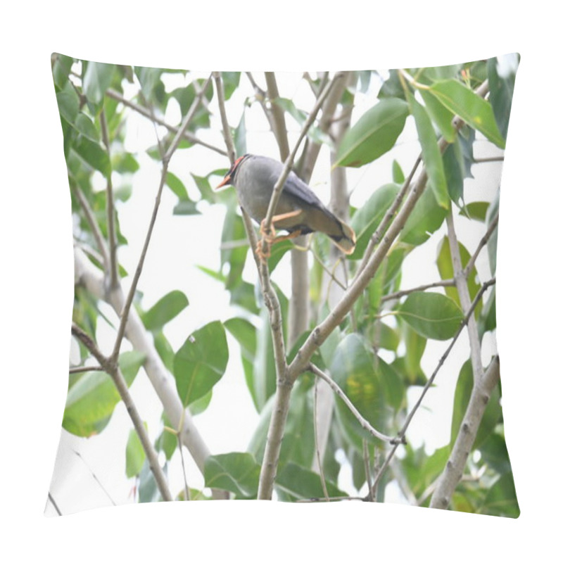 Personality  Indian Myna Birds On The Tree Branch. Its Other Names Common Myna And Mynah. This Is  A Bird Of The Starling Family Sturnidae. This Is A Group Of Passerine Birds Which Are Especially India.  Pillow Covers