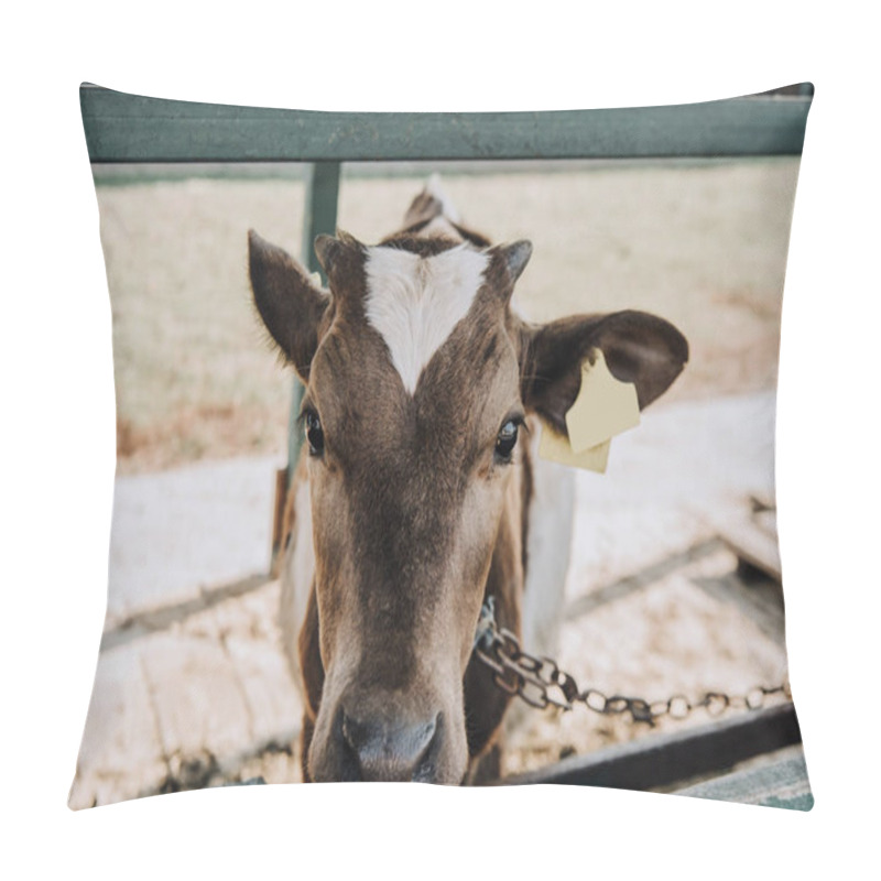 Personality  Portrait Of Adorable Little Calf Standing In Barn At Farm  Pillow Covers