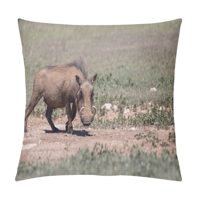 Personality  Close Up Of A Warthog With Large Tusks Prowling In Addo National Park, South Africa Pillow Covers