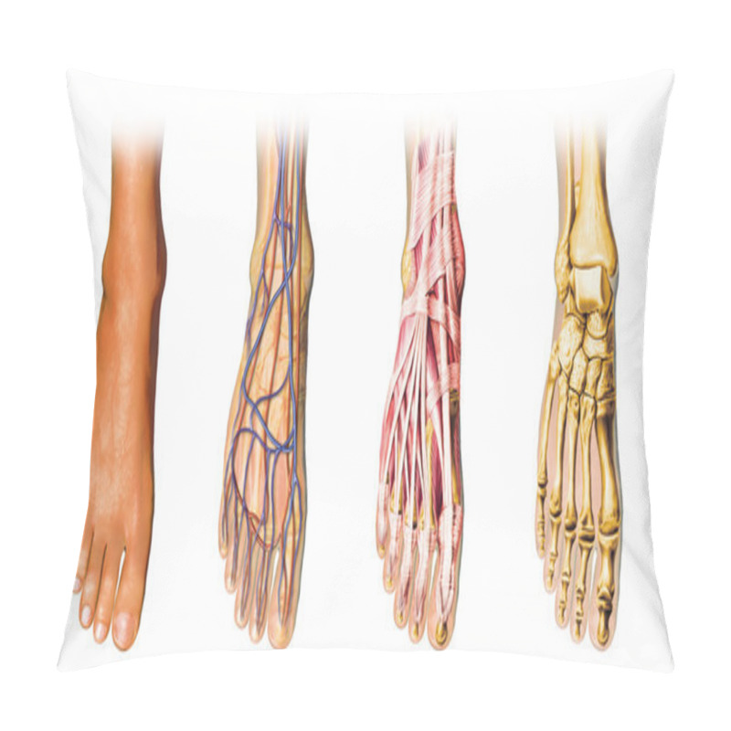 Personality  Human Foot Anatomy Cutaway Representation. Pillow Covers