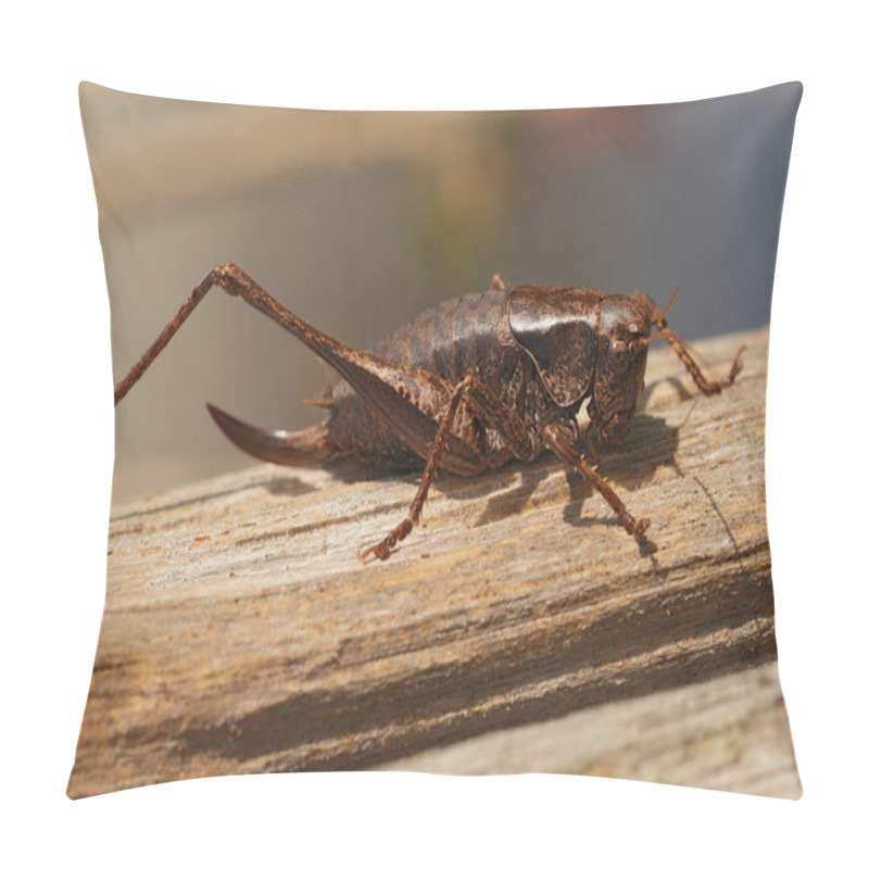 Personality  Natural Closeup On An Aged Female Dark-bush Cricket, Pholidoptera Griseoaptera, Missing A Hindleg Pillow Covers