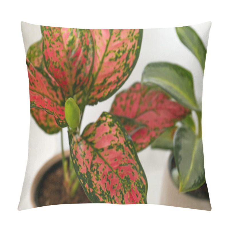 Personality  Exotic Houseplant With Beautiful Leaves On Light Background, Closeup Pillow Covers