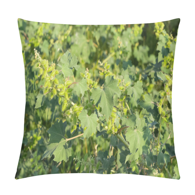 Personality  Photos Of Thorny Plants That Grow Spontaneously In Nature. Pillow Covers