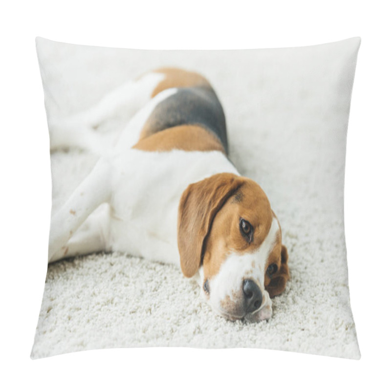 Personality  Cute Beagle Lying On Carpet At Home Pillow Covers