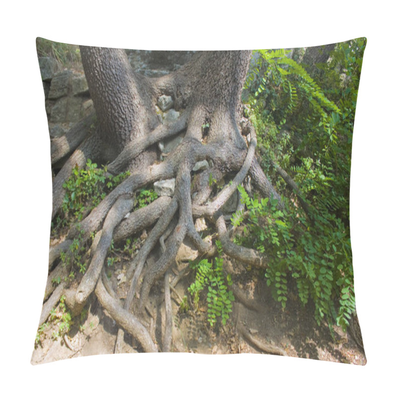 Personality  Some Wooden Roots Intertwined In Natural Braid Pillow Covers