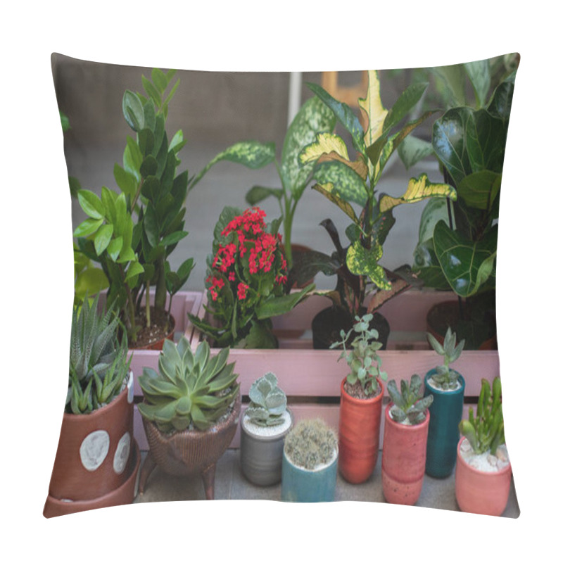 Personality  Mini Garden Of Succulents And Cactus In Pots At Home. Ficus, Zamioculcas. Home Gardening Concept. Collection Of Houseplants And Ornamental Plants In Pots. Plant Care. Modern Composition Of Home Garden Pillow Covers