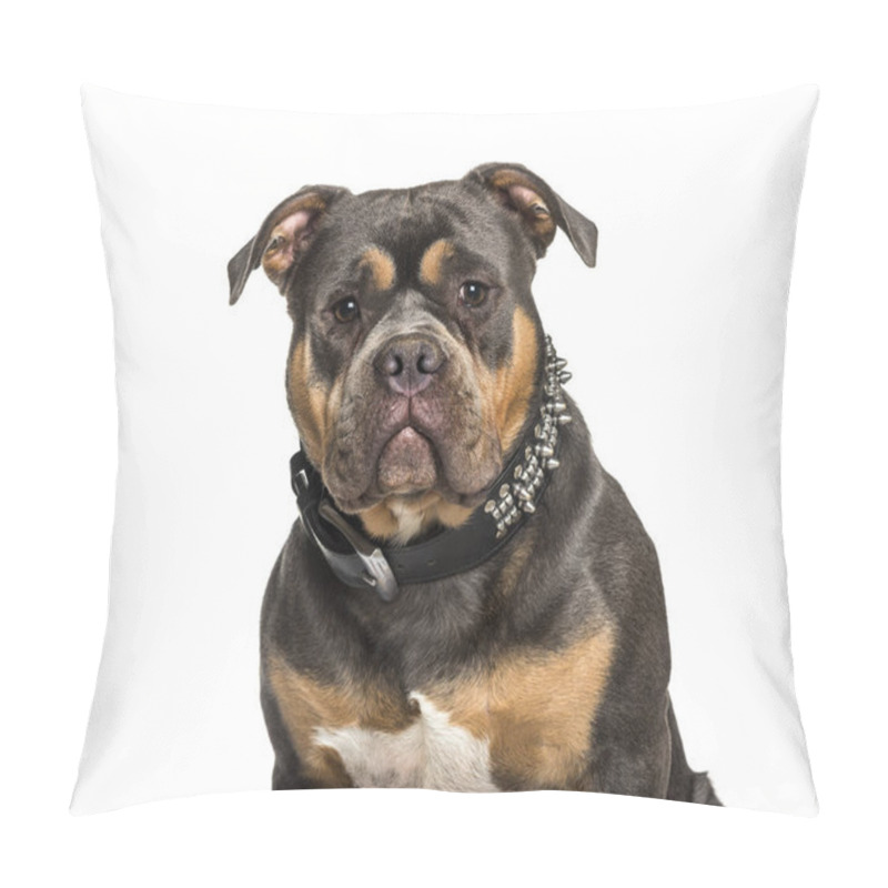 Personality  American Bully Sitting Against White Background Pillow Covers