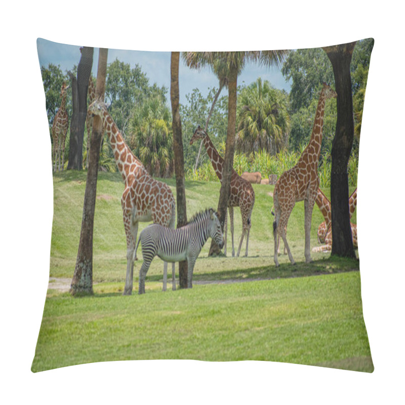 Personality  Tampa Bay , Florida. July 12, 2019 . Nice Giraffes And Zebra On Green Meadow At Busch Gardens (3) Pillow Covers