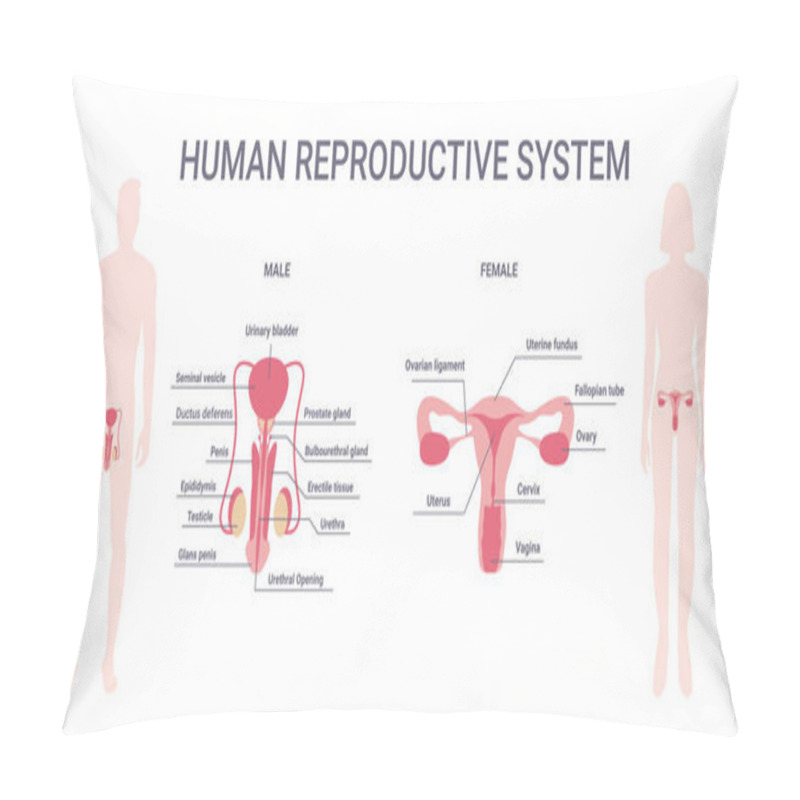 Personality  Human Reproductive System. Female And Male Body With Reproductive System Organs Isolated On White Background. Male And Female Body. Vector Illustration. Pillow Covers