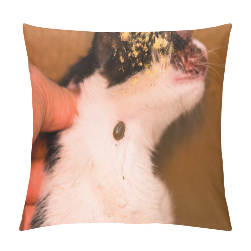 Personality  Close-up Photo Of A Tick Attached To The Skin Of A Kitten Pillow Covers