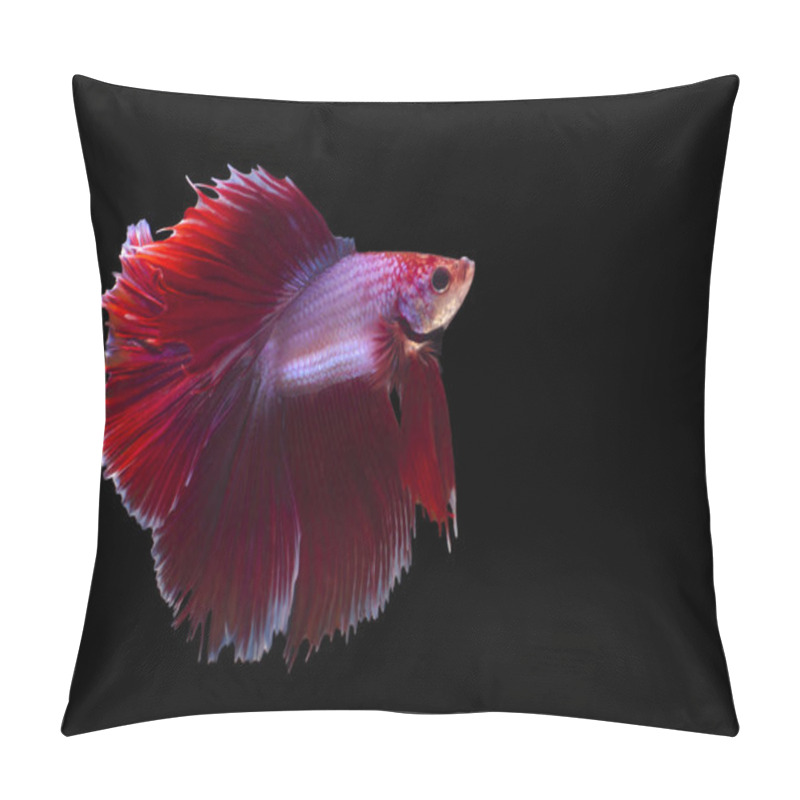 Personality  A Male Double Fantail Betta Swims Elegantly With Agility And Grace Pillow Covers