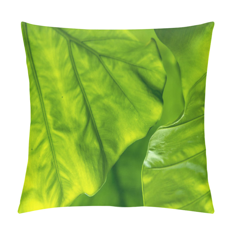 Personality  Beautiful Pattern Background Created By Leaf Texture Pillow Covers