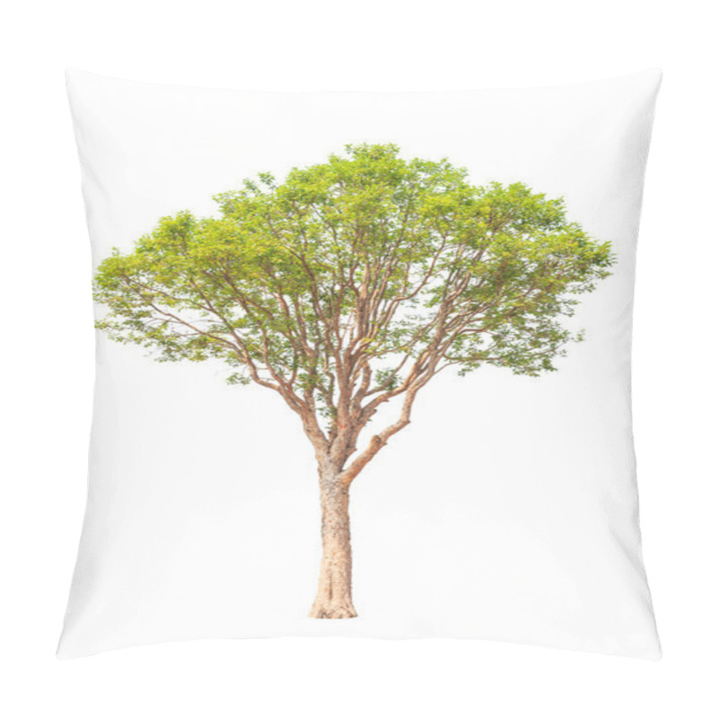 Personality  Irvingia Malayana Also Known As Wild Almond, Tropical Tree In Th Pillow Covers