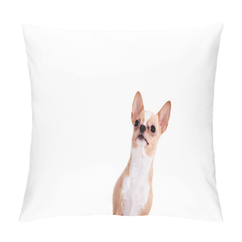 Personality  Cute Chihuahua Looking Up Isolated Over White Background Pillow Covers