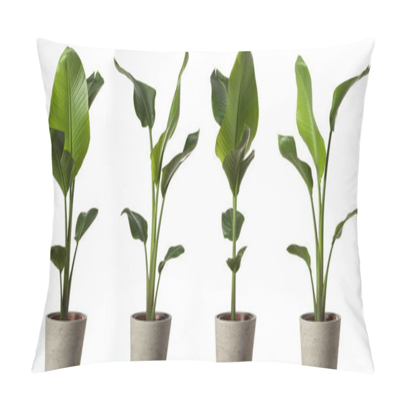 Personality  Group Of Strelitzia Reginae, Heliconia, Bird Of Paradise Foliage Isolated On White Background. Pillow Covers