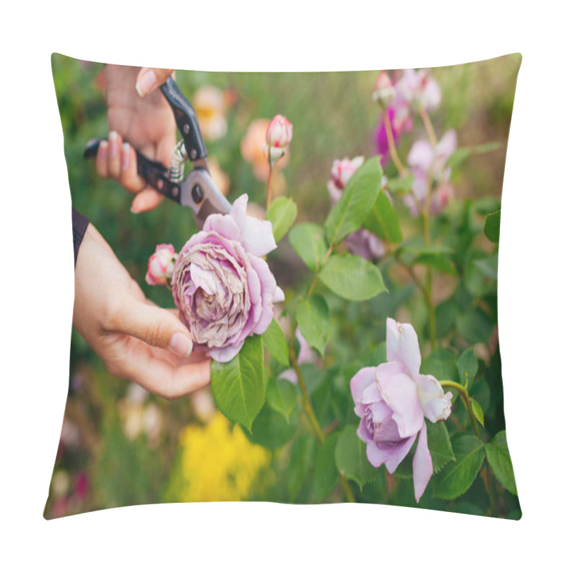 Personality  Woman Deadheading Rose With Rain Damage In Summer Garden. Gardener Cutting Wilted Flowers Off With Pruner. Novalis Of Kordes Selection. Taking Care Of Shrub Pillow Covers