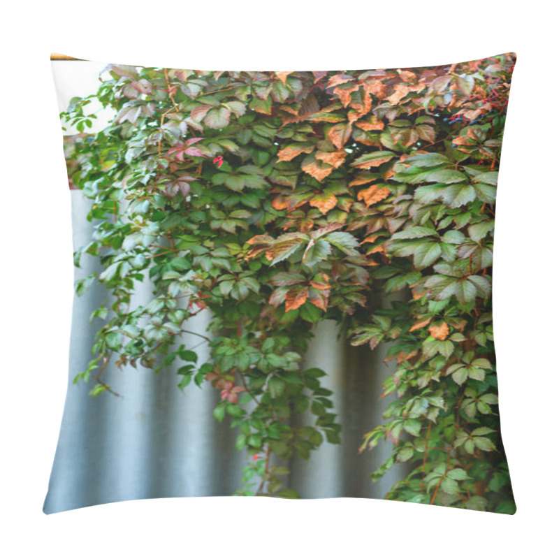 Personality  Ivy Or Vine Branches In The Garden Pillow Covers