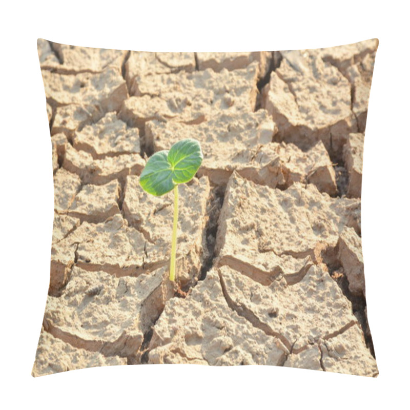 Personality  Desolate Land Or Dry Areas Have Little Green Plant Growth Up, Ne Pillow Covers