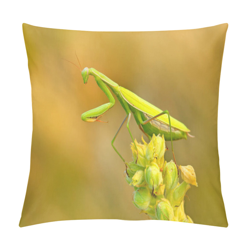 Personality  Mantis On Flower In Evening Sun Pillow Covers