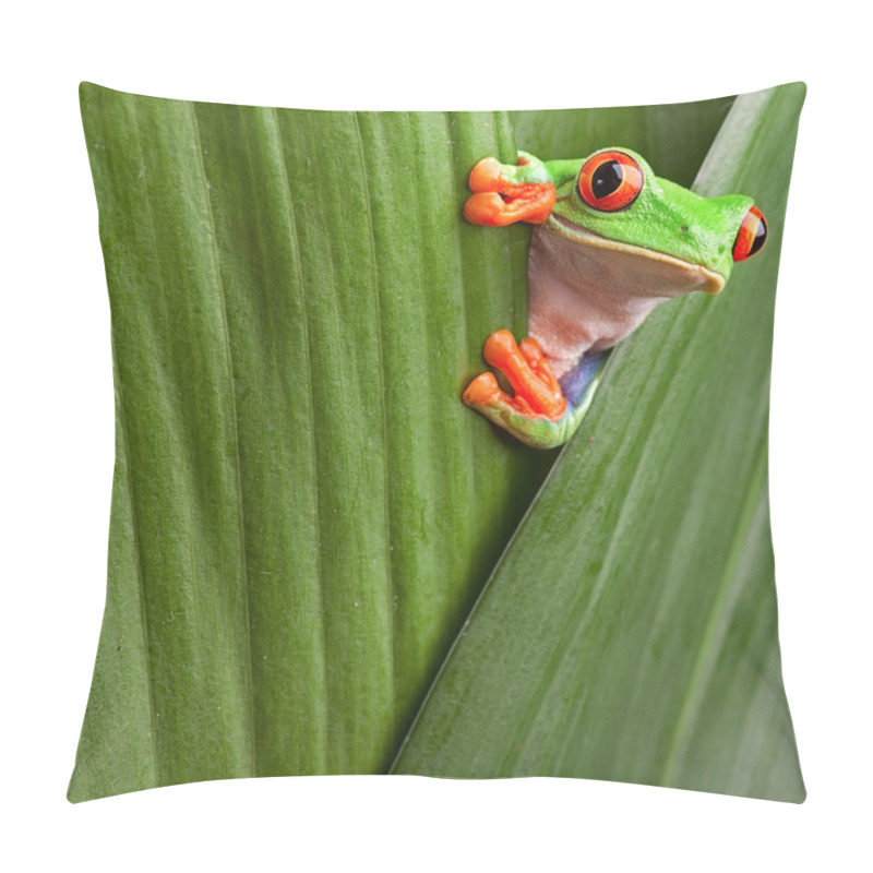 Personality  Red Eyed Tree Frog Pillow Covers