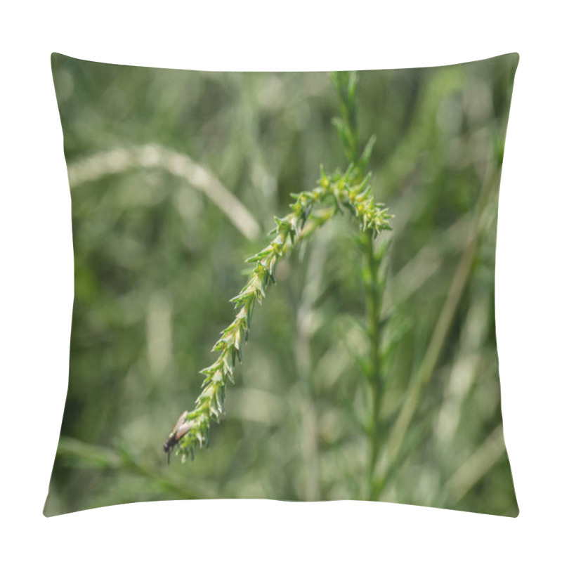 Personality  Altai Mountains. Field Of Saltwort (Salsola Collina). Pillow Covers