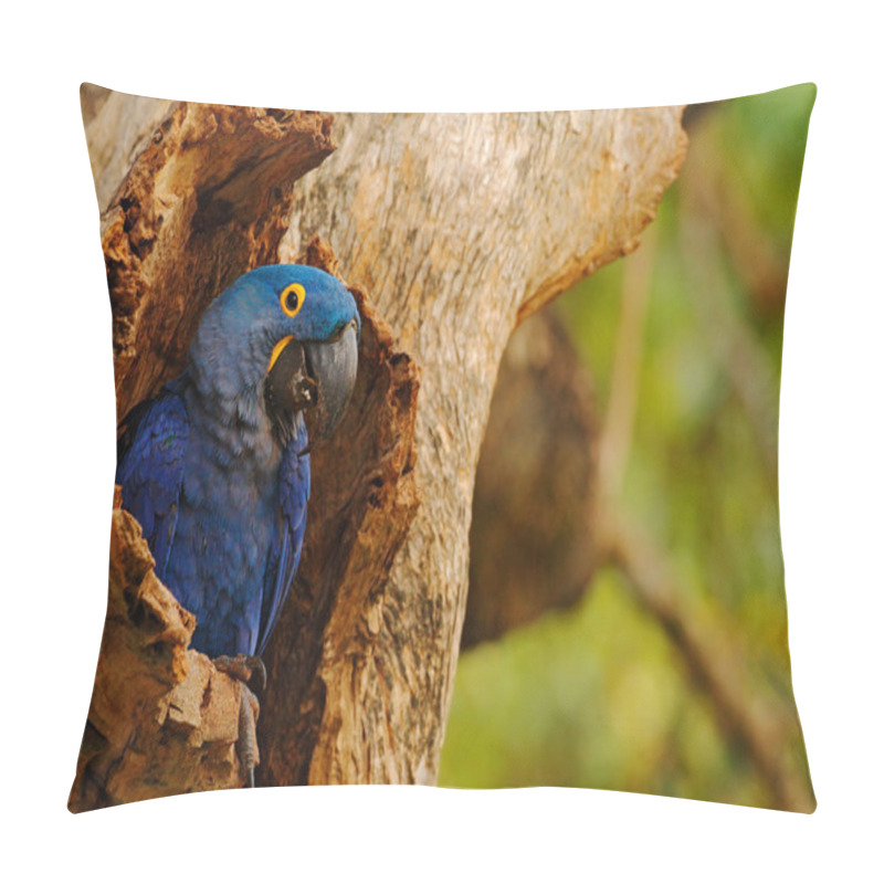 Personality  Big Blue Parrot Hyacinth Macaw Pillow Covers