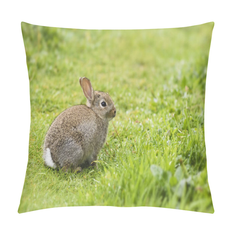 Personality  European Rabbit - Oryctolagus Cuniculus, Cute Small Mammal From European Meadows And Grasslands, Shetlands, UK. Pillow Covers