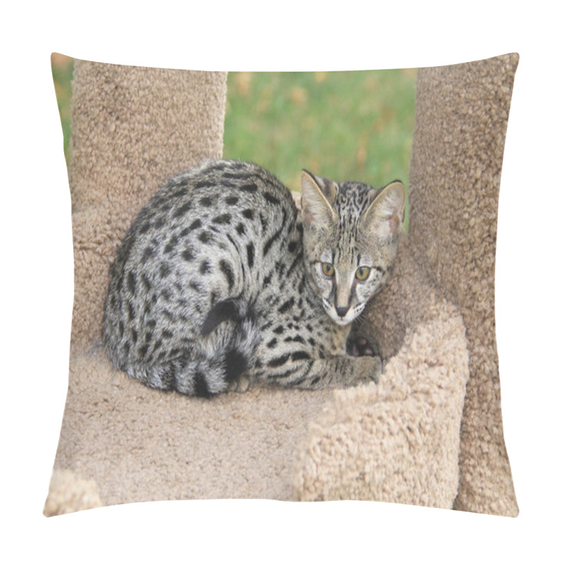 Personality  Serval Savannah Kitten Pillow Covers