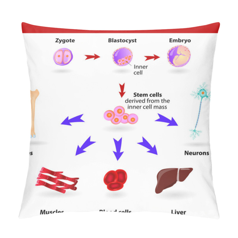 Personality  Stem Cells Pillow Covers